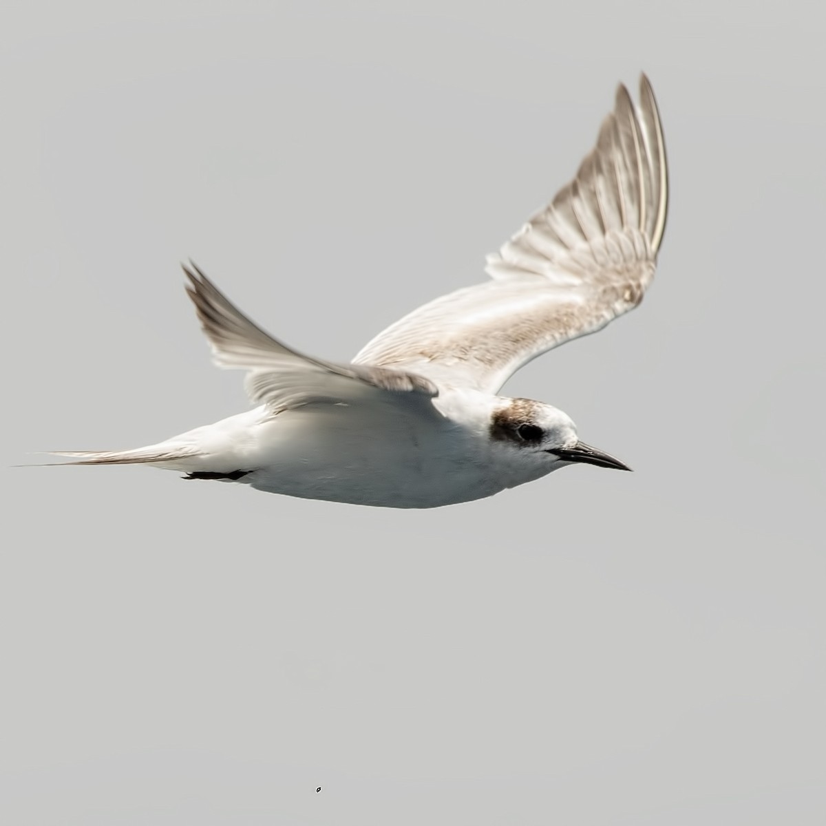 South American Tern - ML617092698