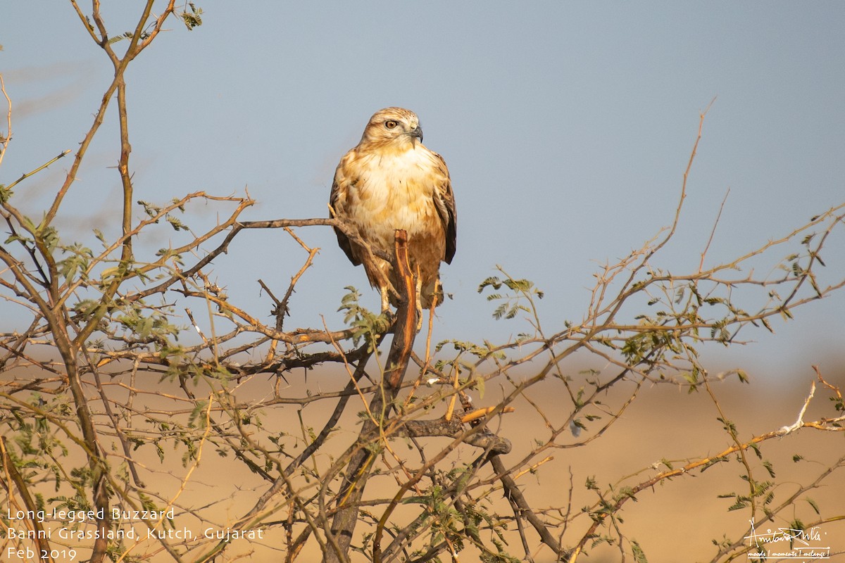 Long-legged Buzzard - ML617092699