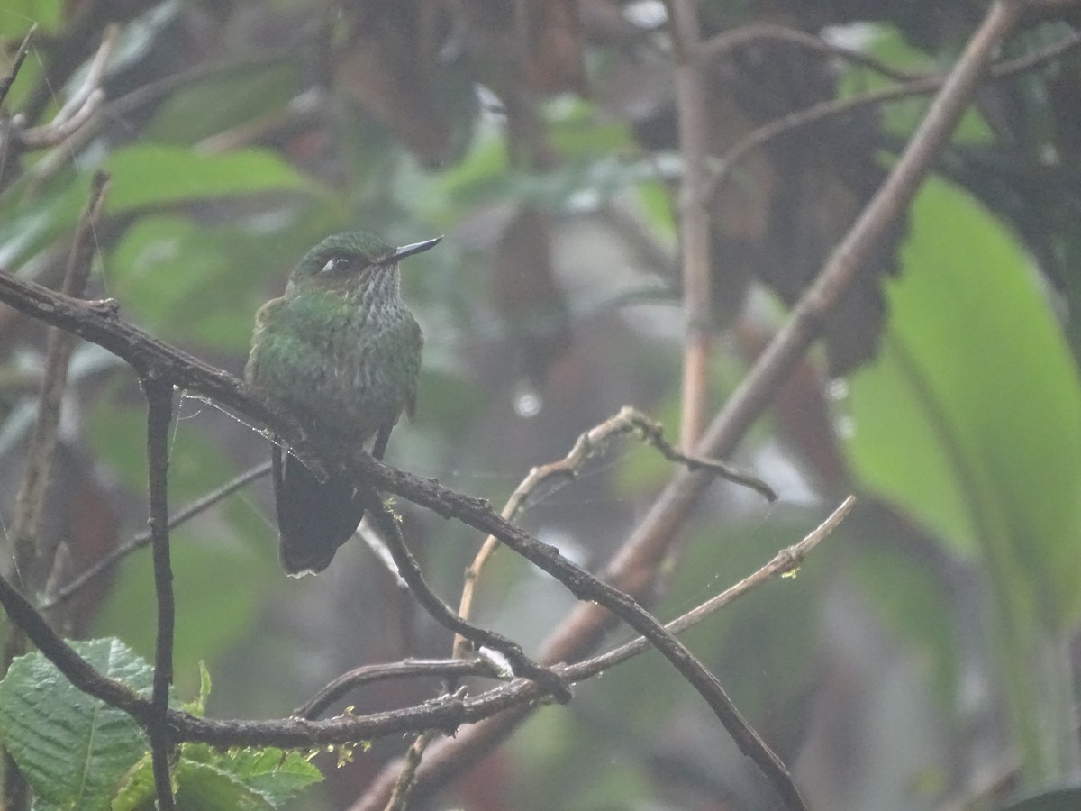 kolibřík ostrozobý - ML617092716