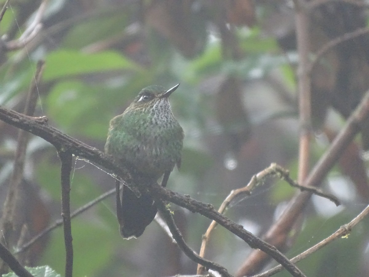 kolibřík ostrozobý - ML617092717