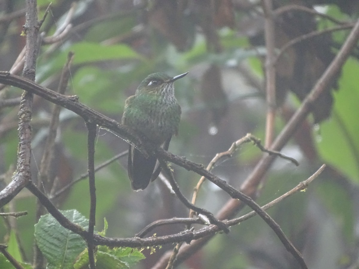 kolibřík ostrozobý - ML617092718