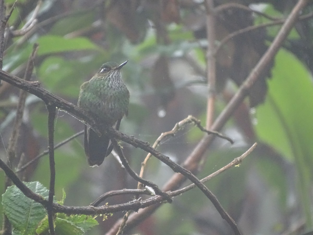 kolibřík ostrozobý - ML617092719