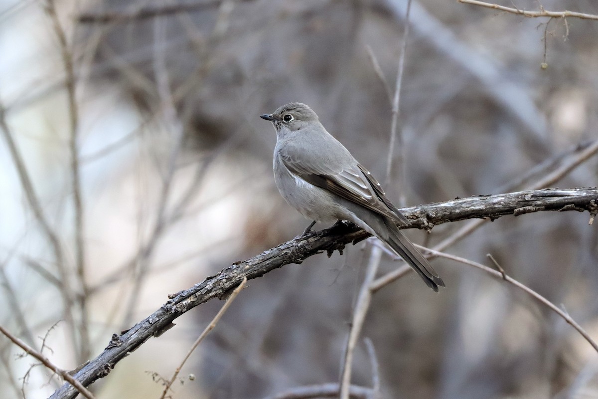 Townsend's Solitaire - ML617092756