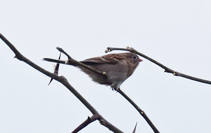 Field Sparrow - ML617092770