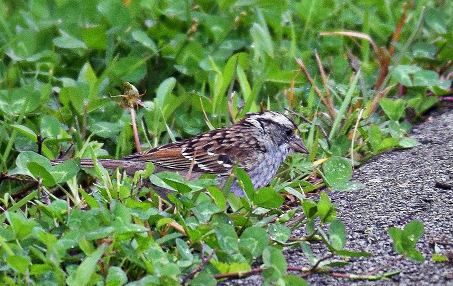 White-throated Sparrow - ML617092775