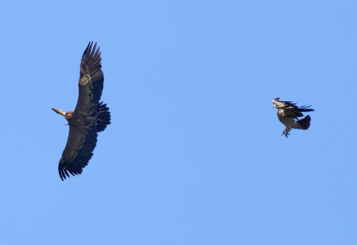 Spanish Eagle - ML617092778