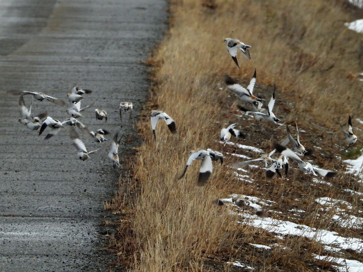 Snow Bunting - Gerald Frost