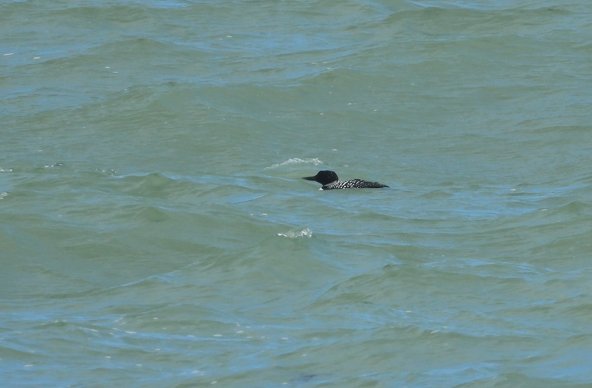 Common Loon - ML617092790