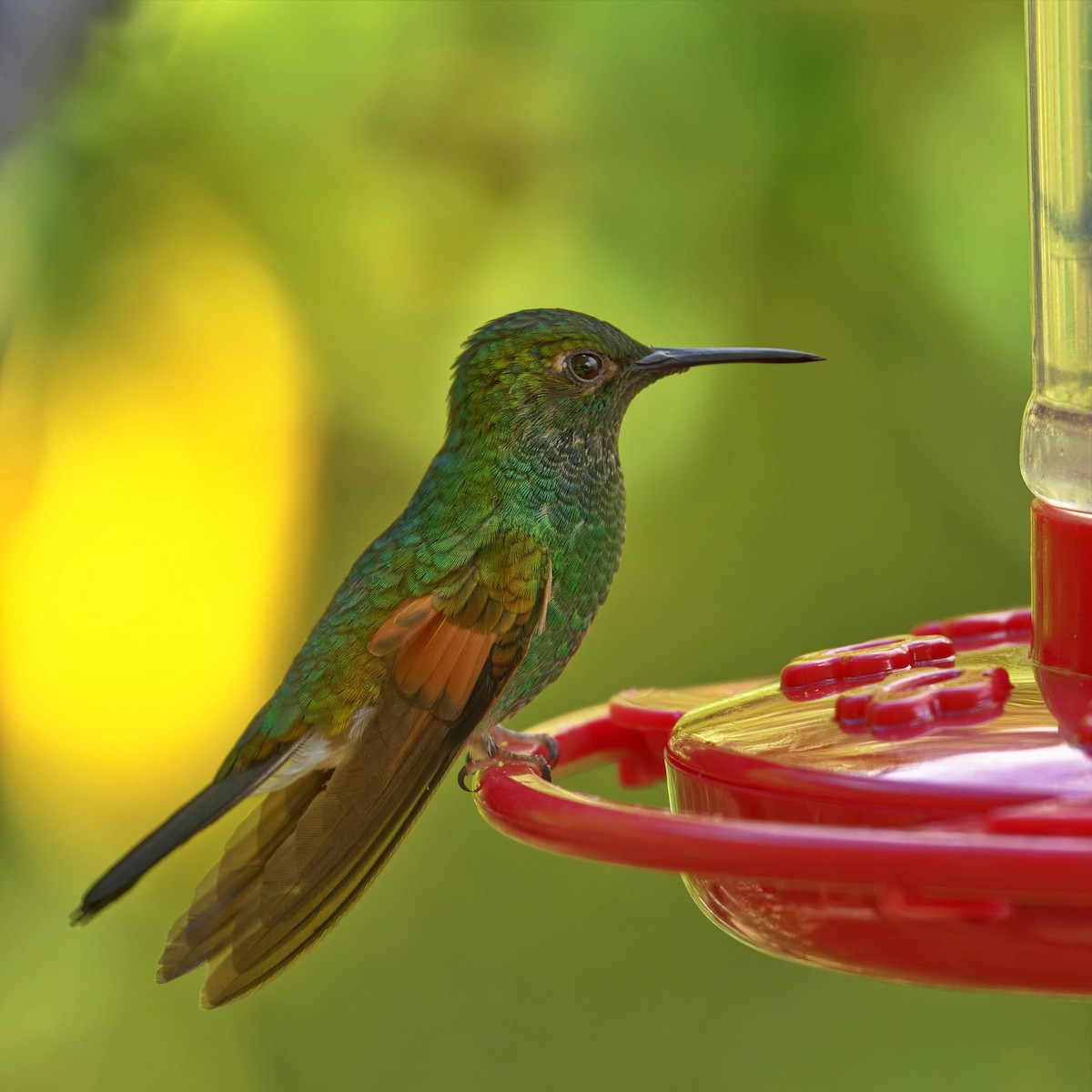 kolibřík páskoocasý - ML617092854
