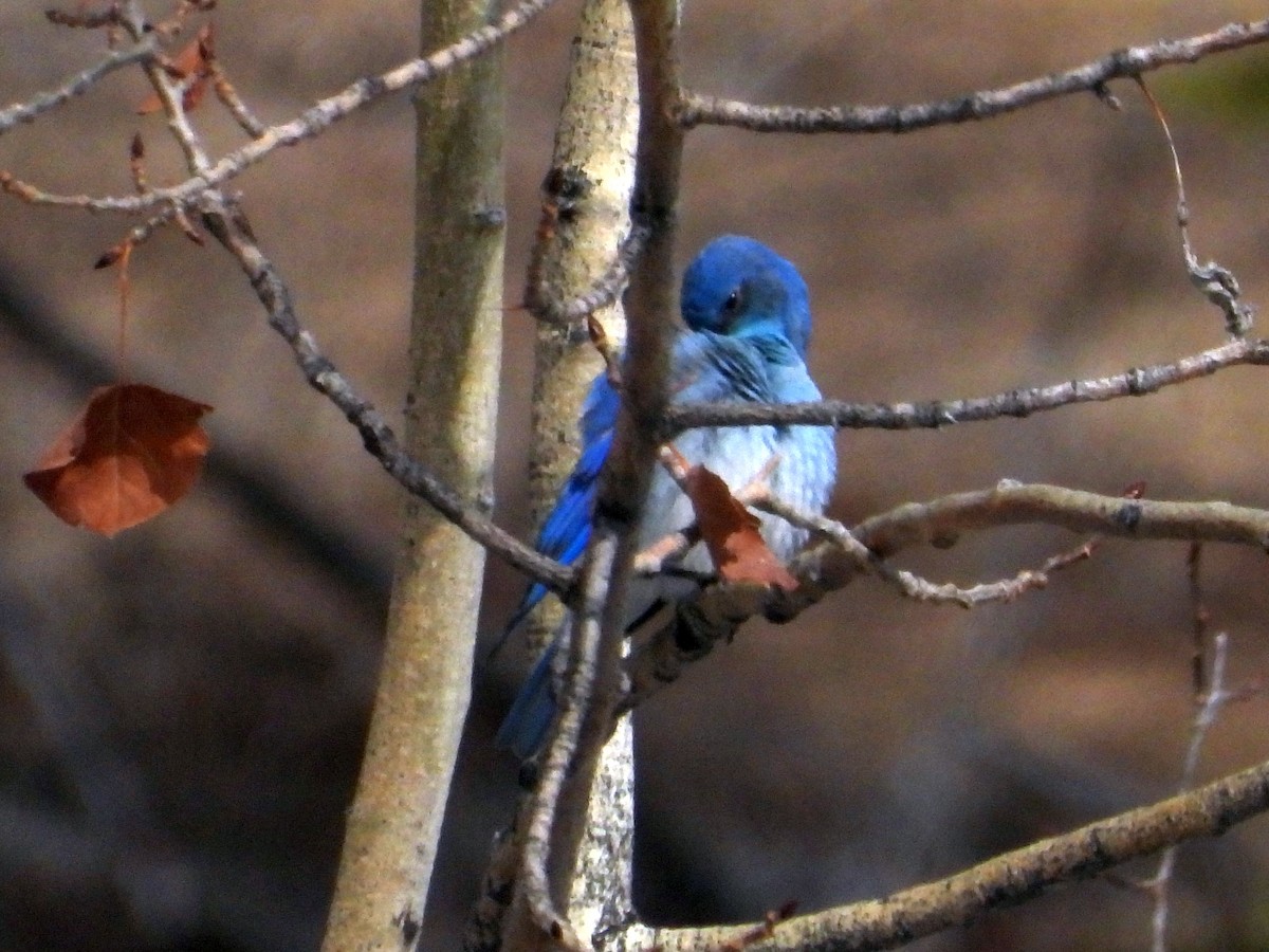 Mountain Bluebird - Gerald Frost