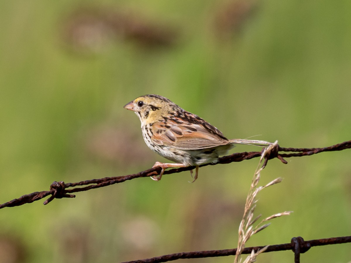 Henslow's Sparrow - ML617092886