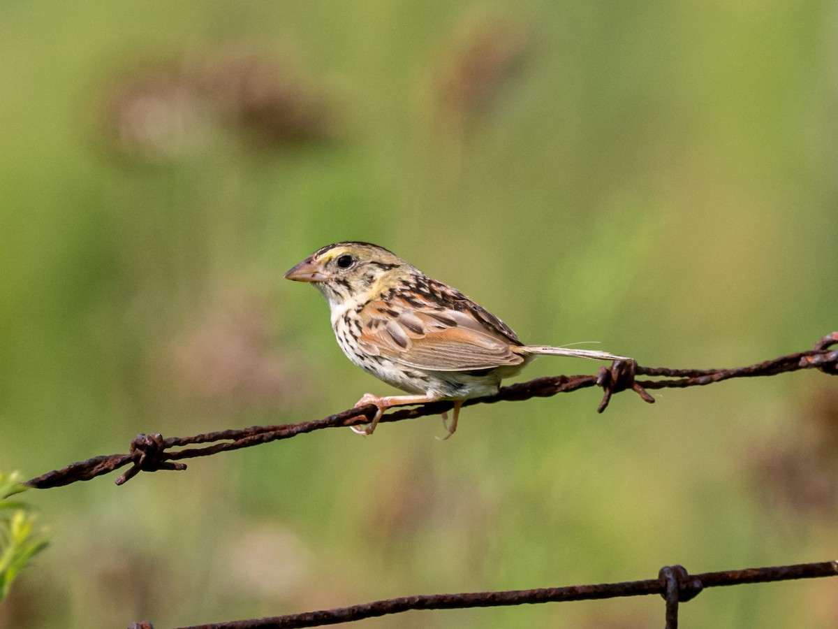 Henslow's Sparrow - ML617092887