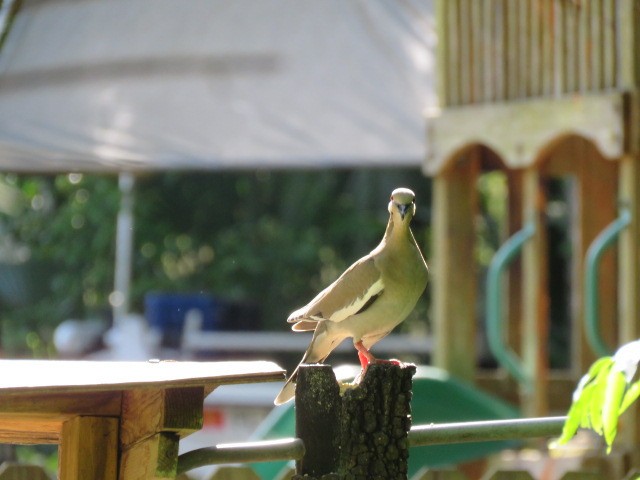 White-winged Dove - ML617092925