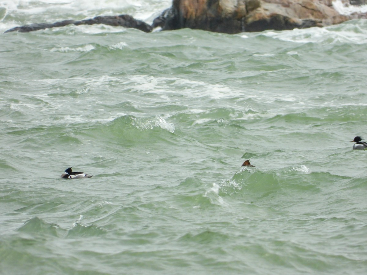 Red-breasted Merganser - ML617092927