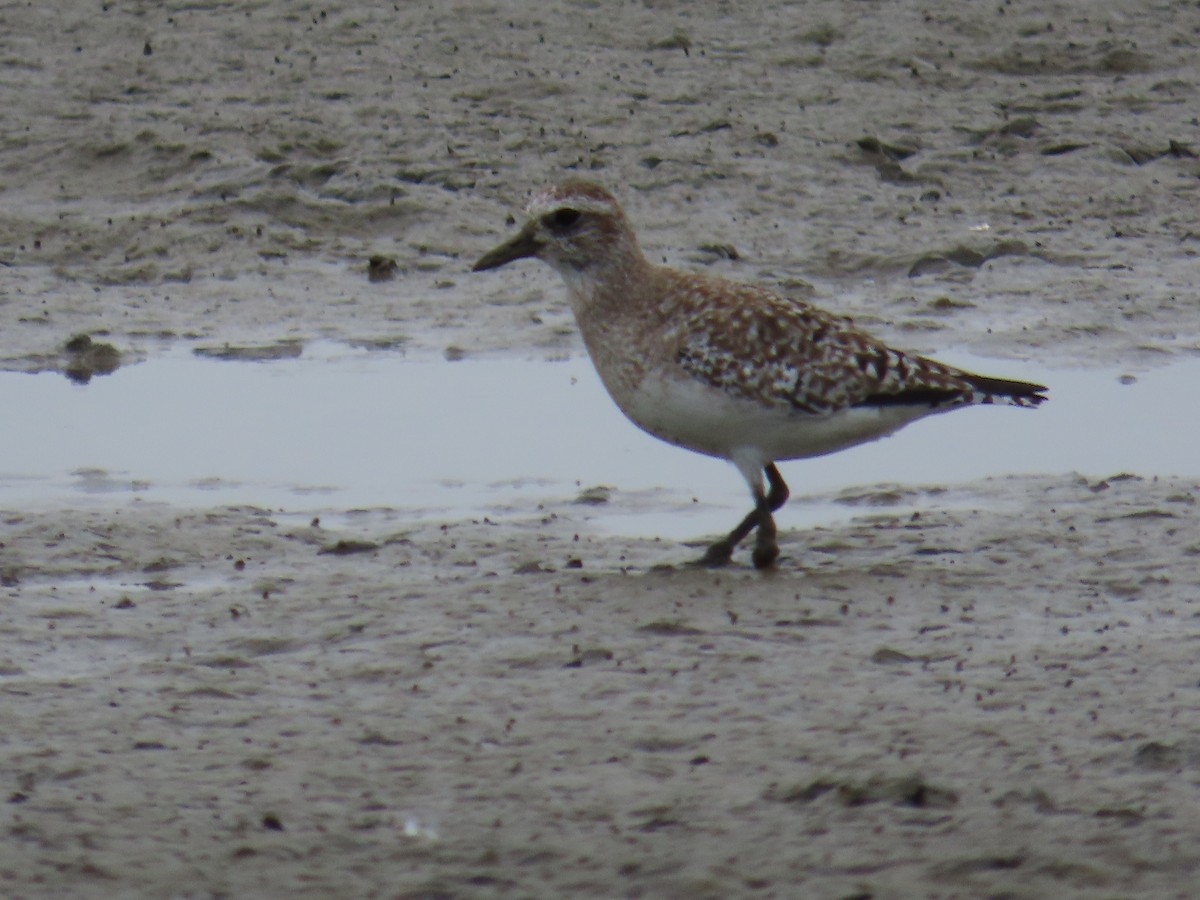 Black-bellied Plover - ML617092941