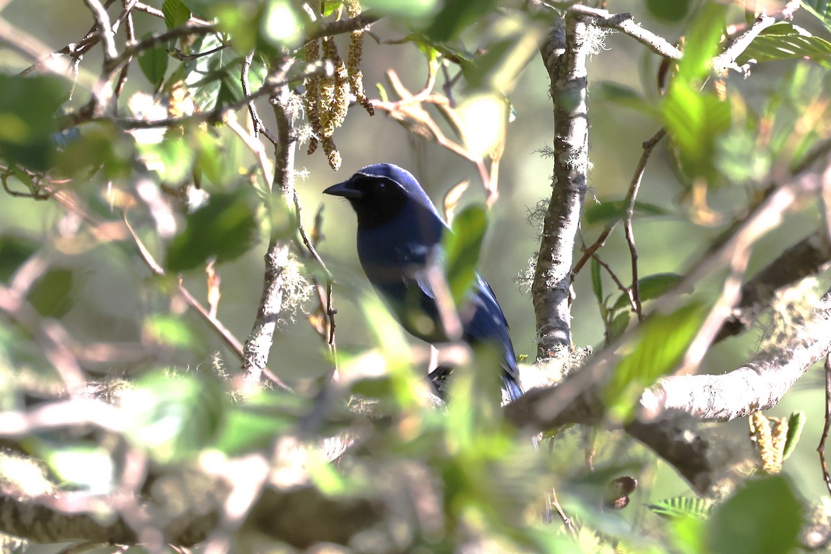 Black-throated Jay - ML617092989