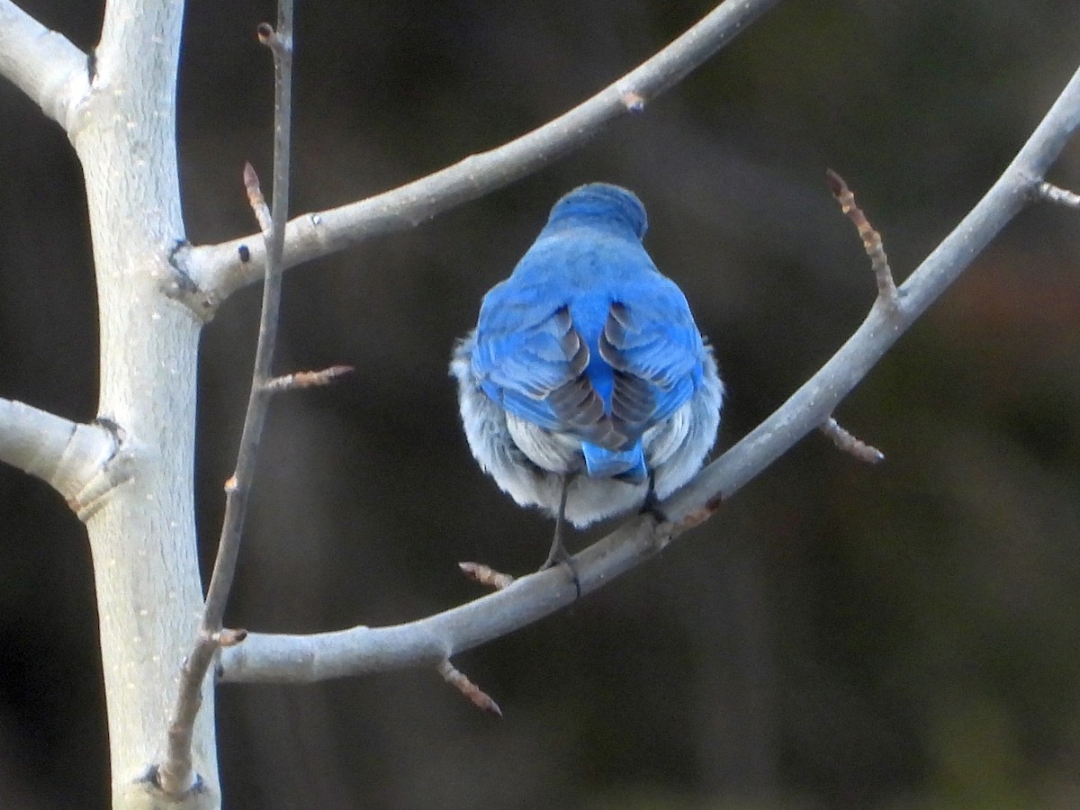 Mountain Bluebird - Gerald Frost