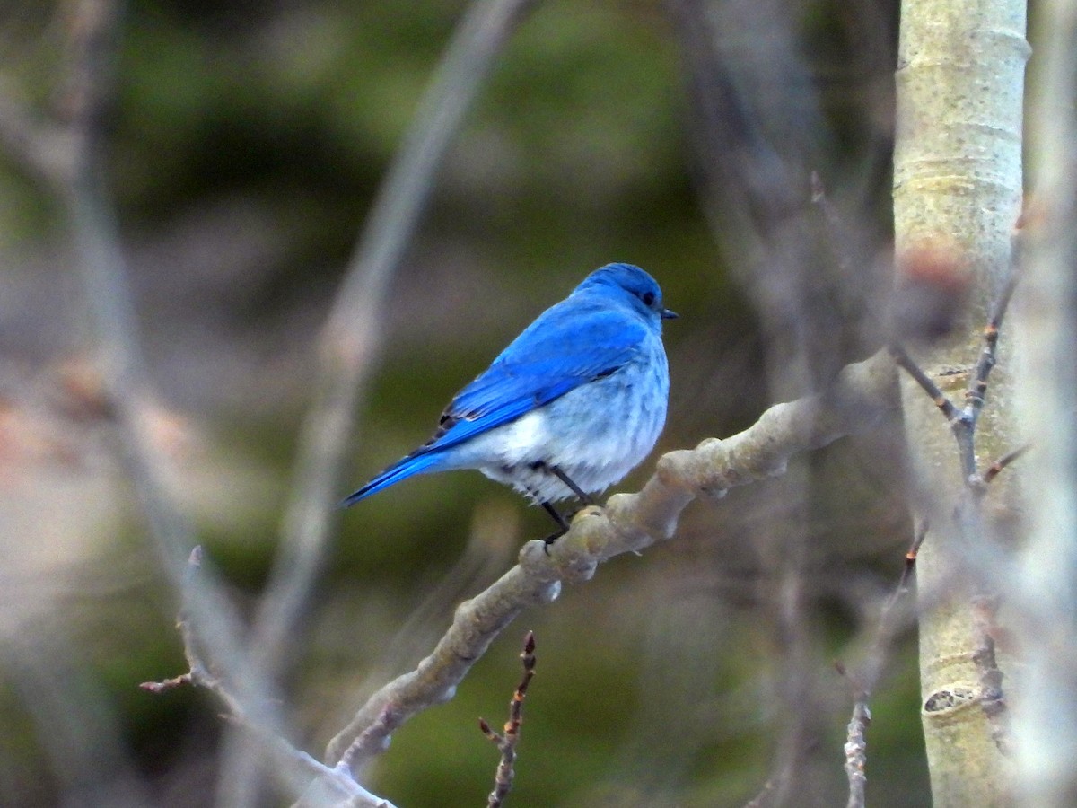 Mountain Bluebird - Gerald Frost