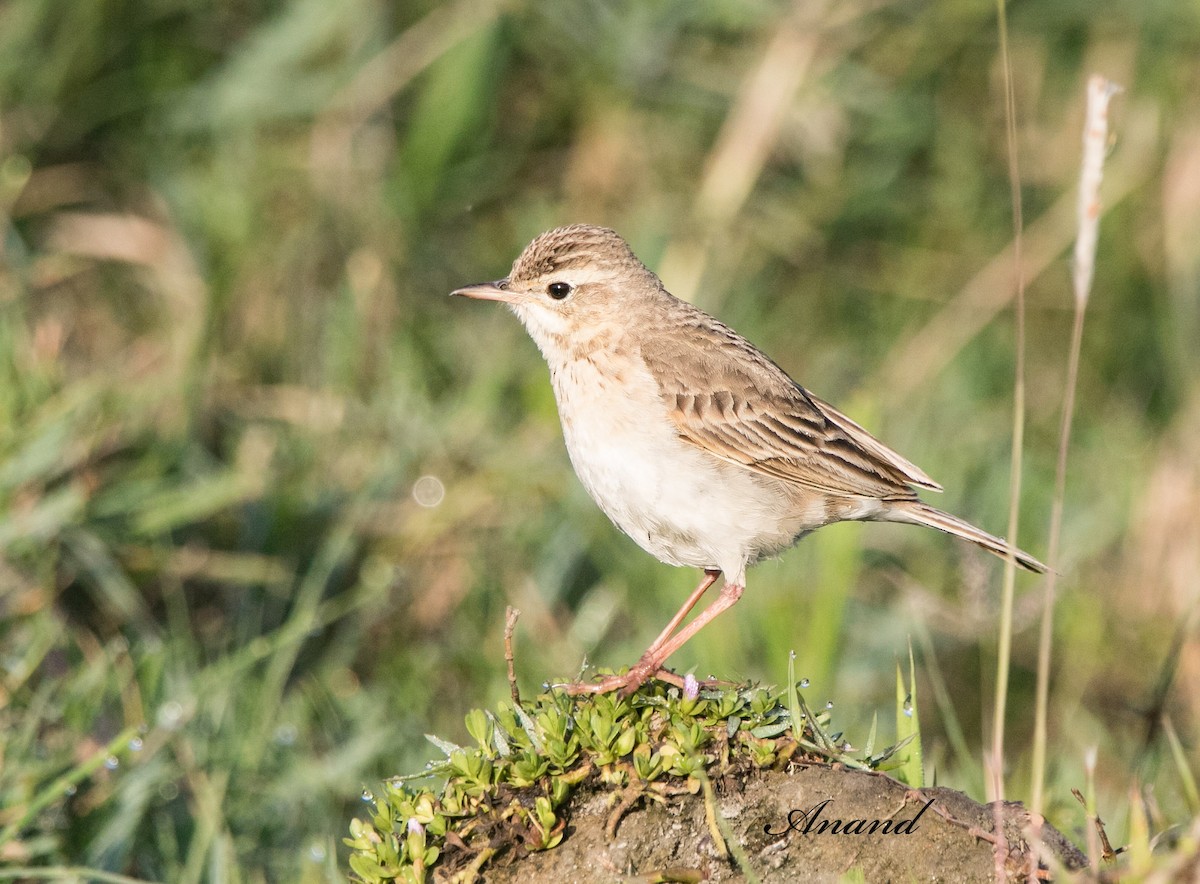 Paddyfield Pipit - ML617093053