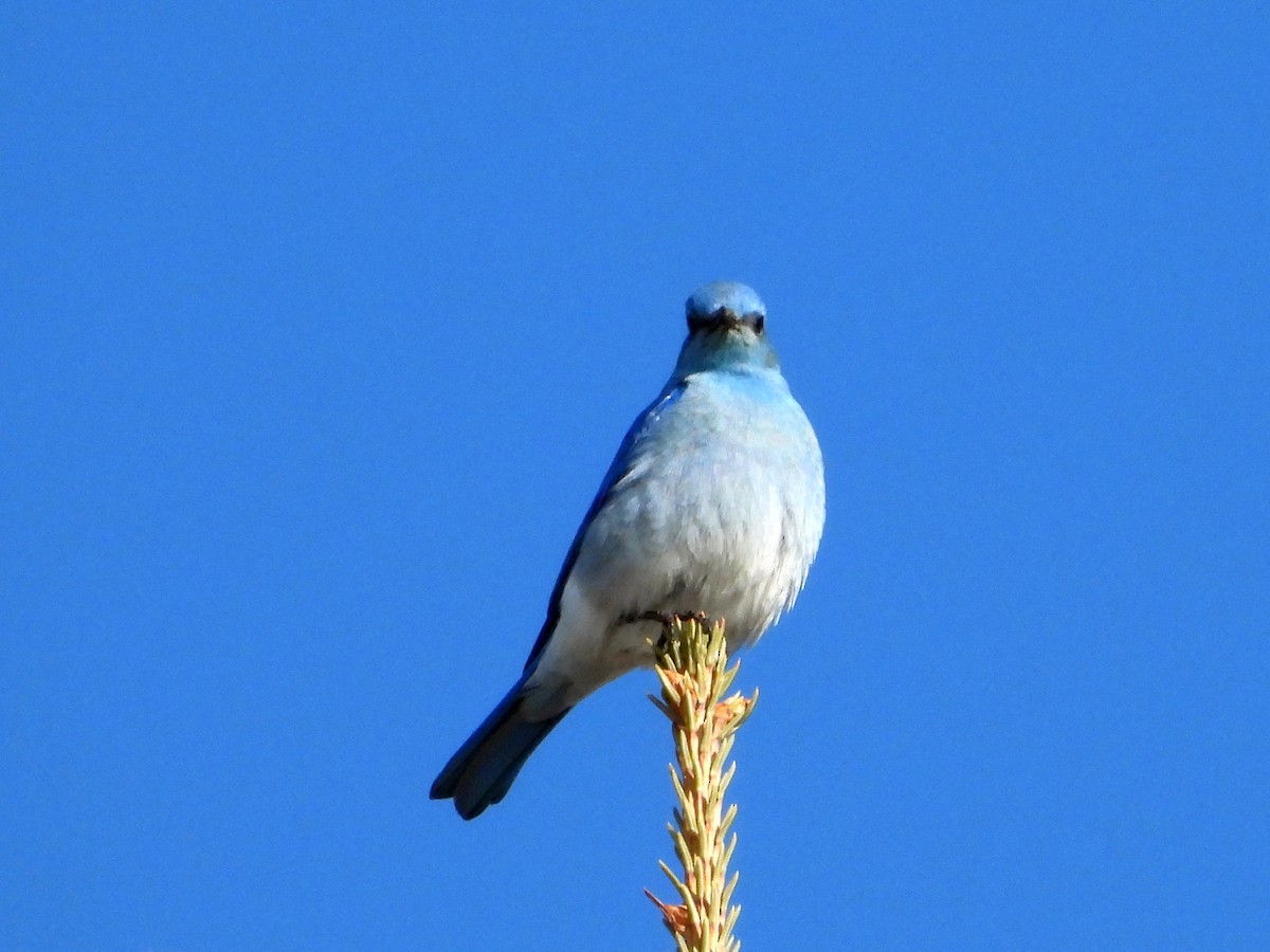 Mountain Bluebird - Gerald Frost