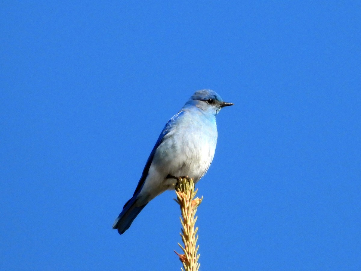 Mountain Bluebird - Gerald Frost