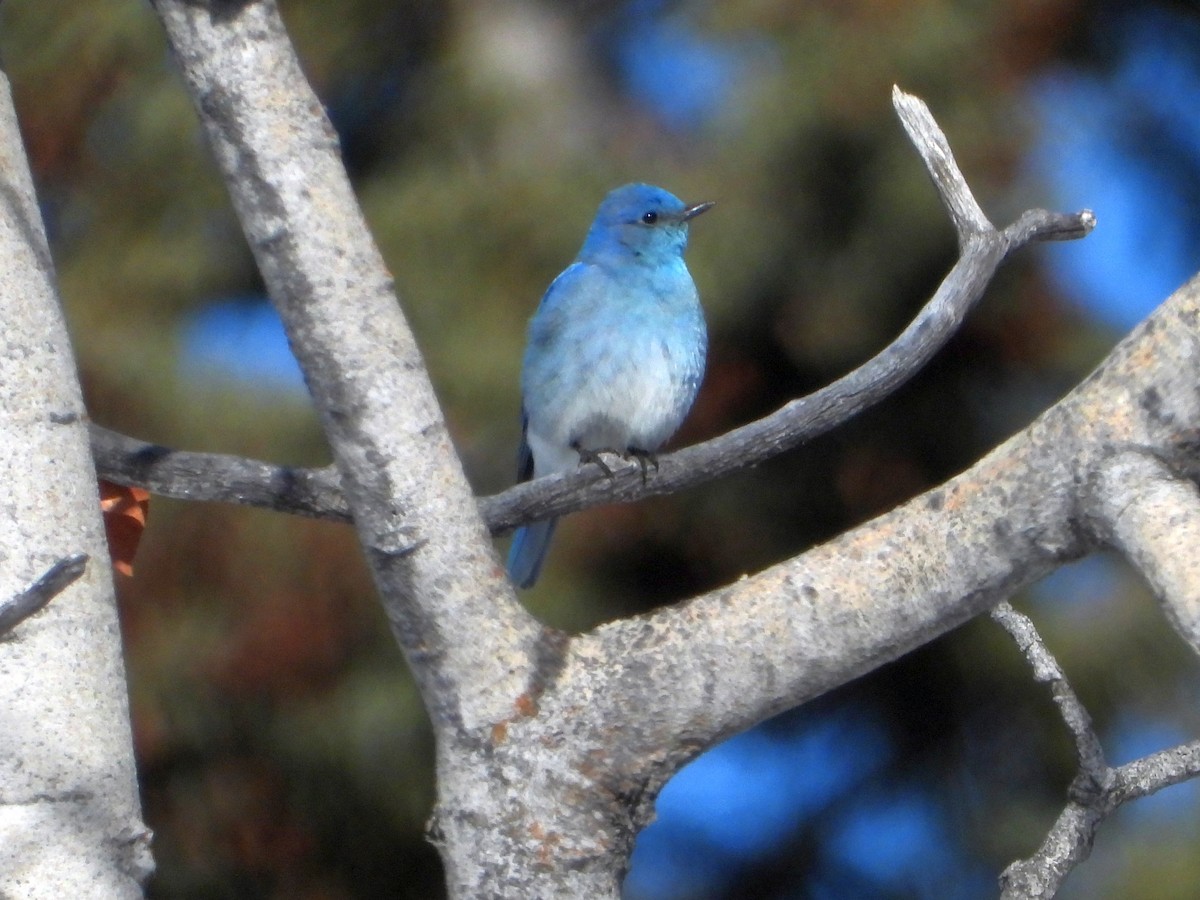 Mountain Bluebird - ML617093081