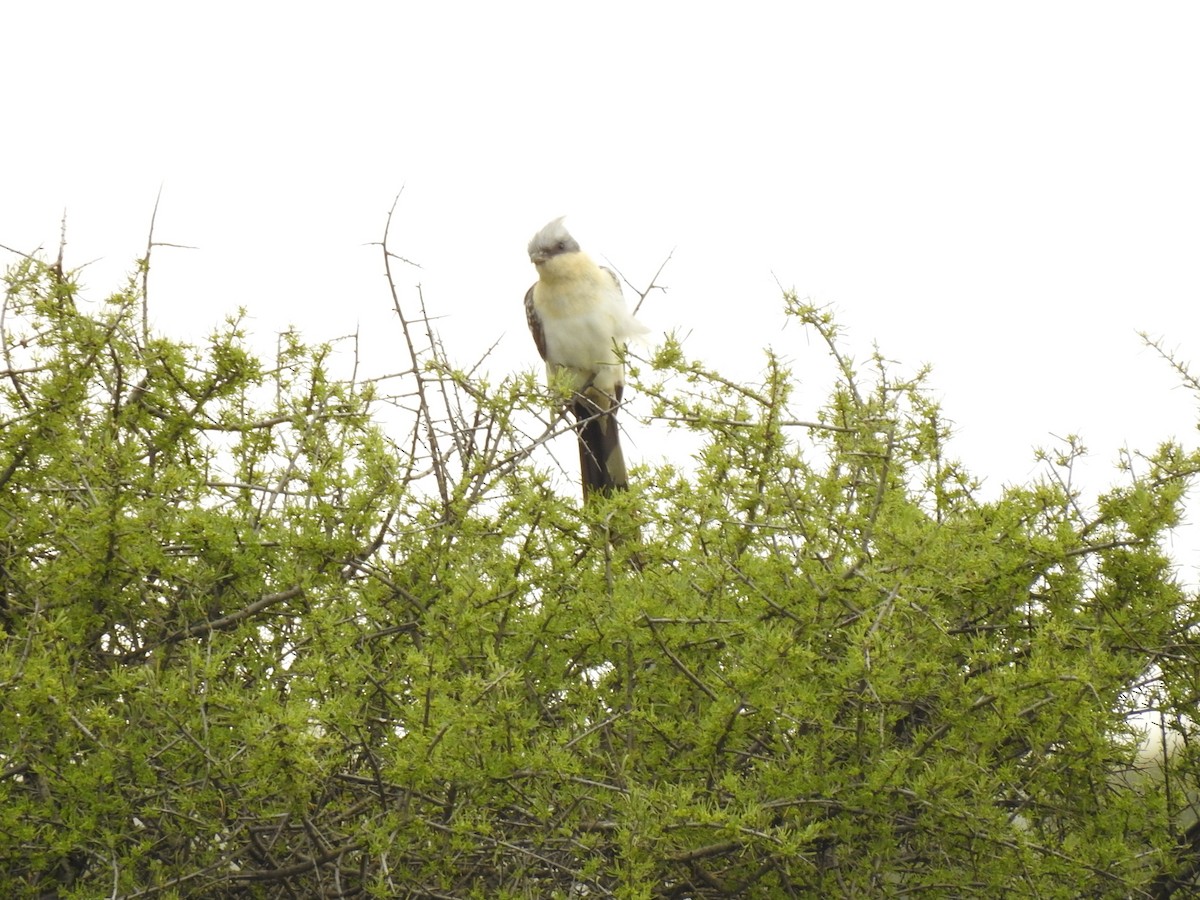 Great Spotted Cuckoo - Jorge López Álvarez