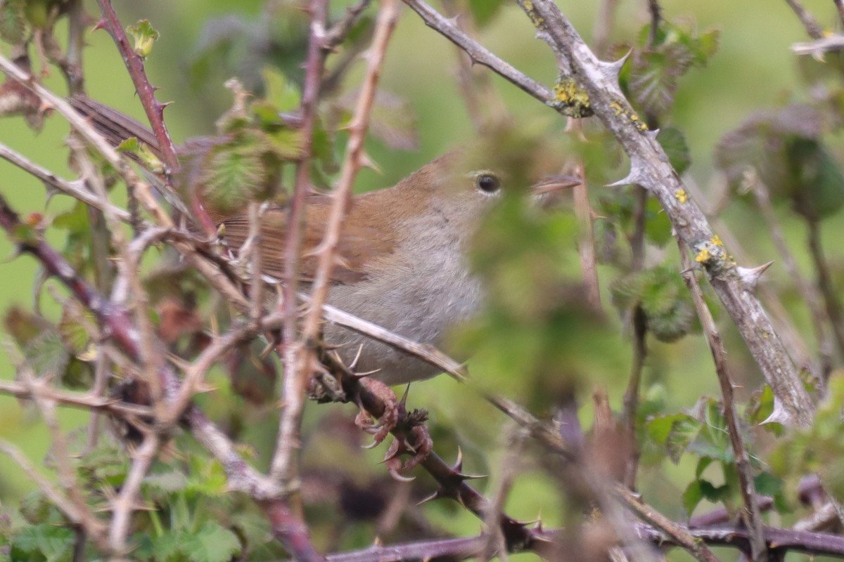 Cetti's Warbler - ML617093141