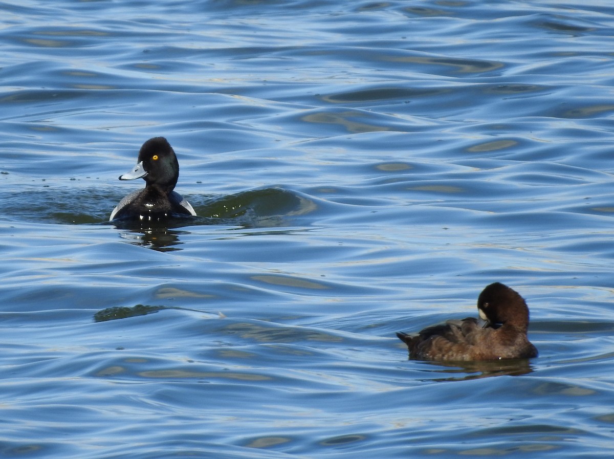 Lesser Scaup - ML617093168