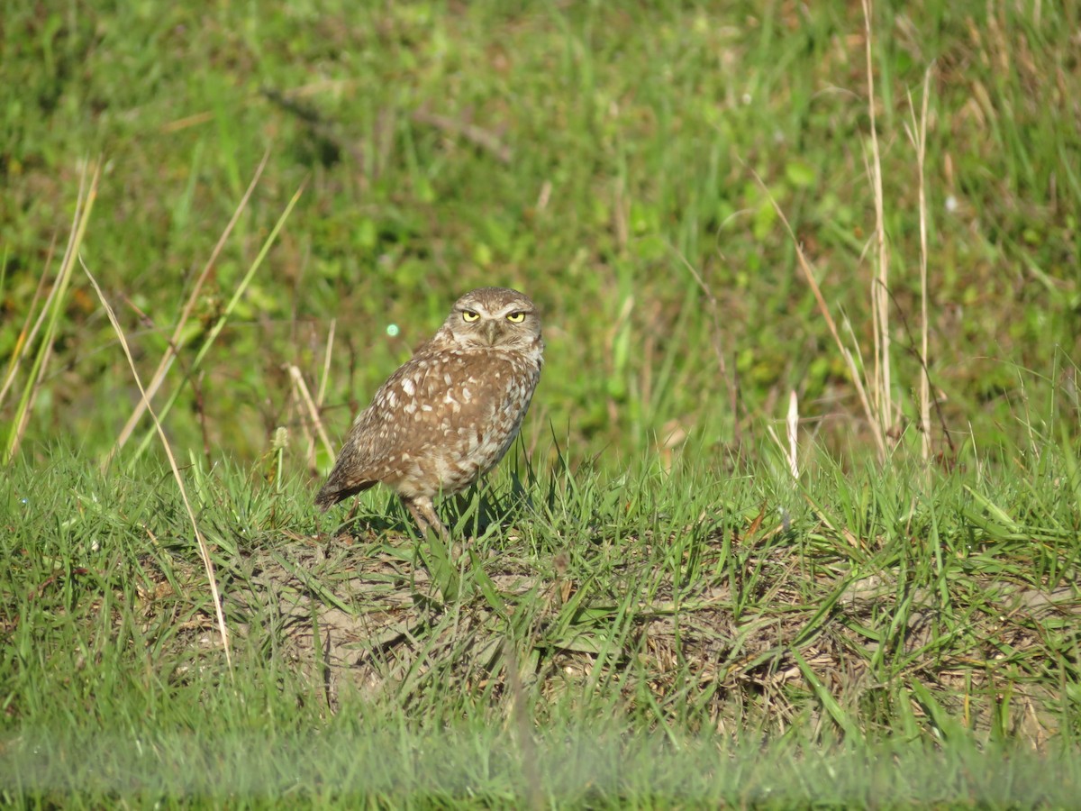 Burrowing Owl - ML617093174