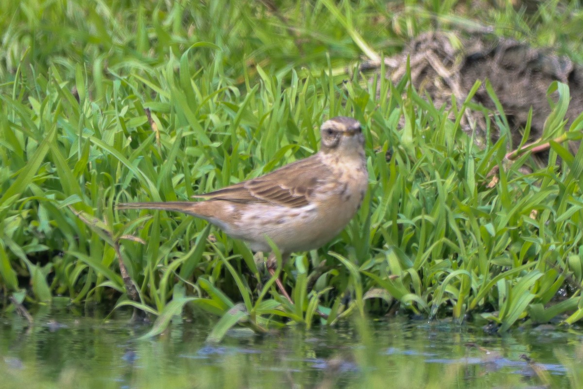 Water Pipit - ML617093176