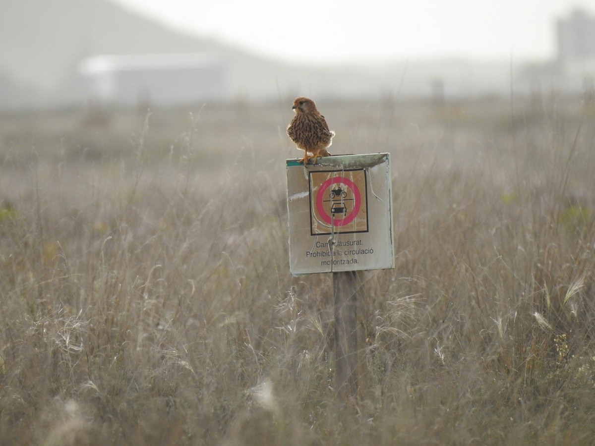 Eurasian Kestrel - Jorge López Álvarez