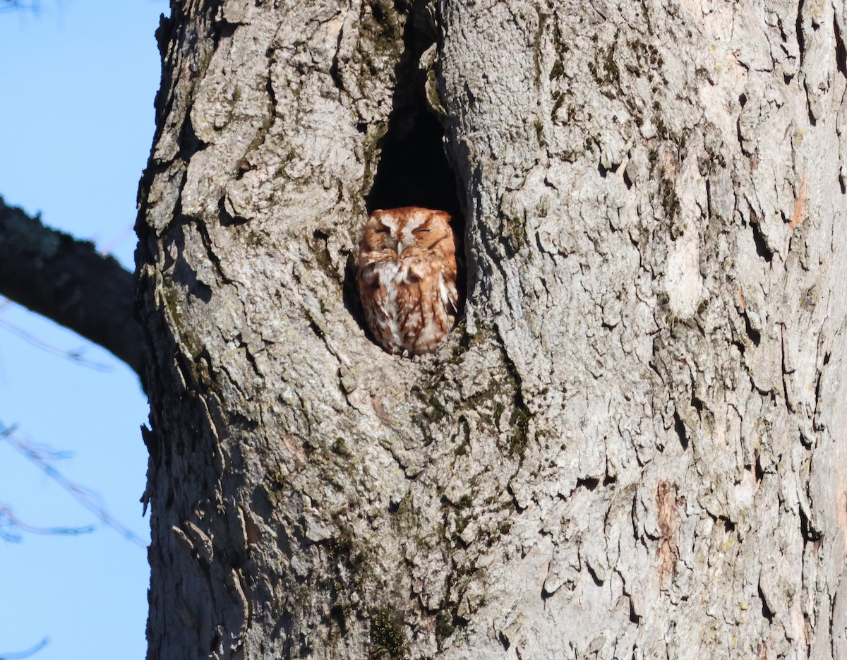 Eastern Screech-Owl - James P. Smith