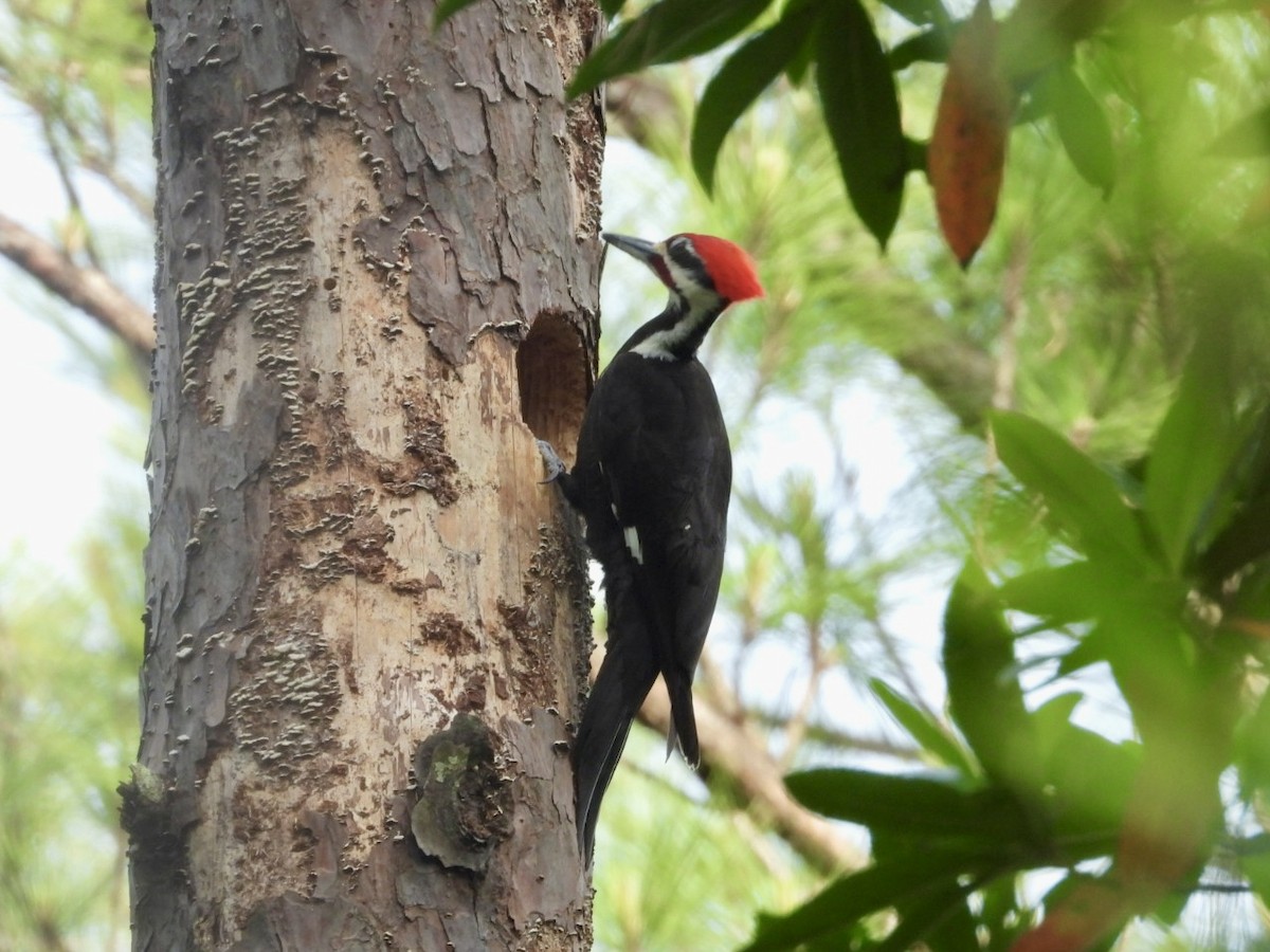 Pileated Woodpecker - Sandra Bak