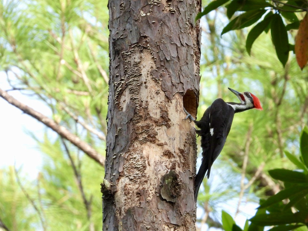 Pileated Woodpecker - Sandra Bak