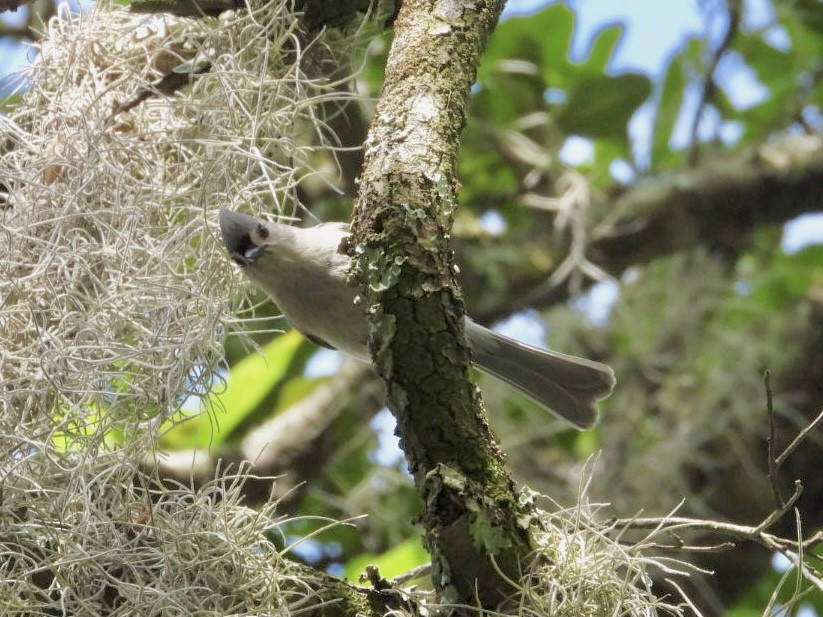 Tufted Titmouse - Sandra Bak