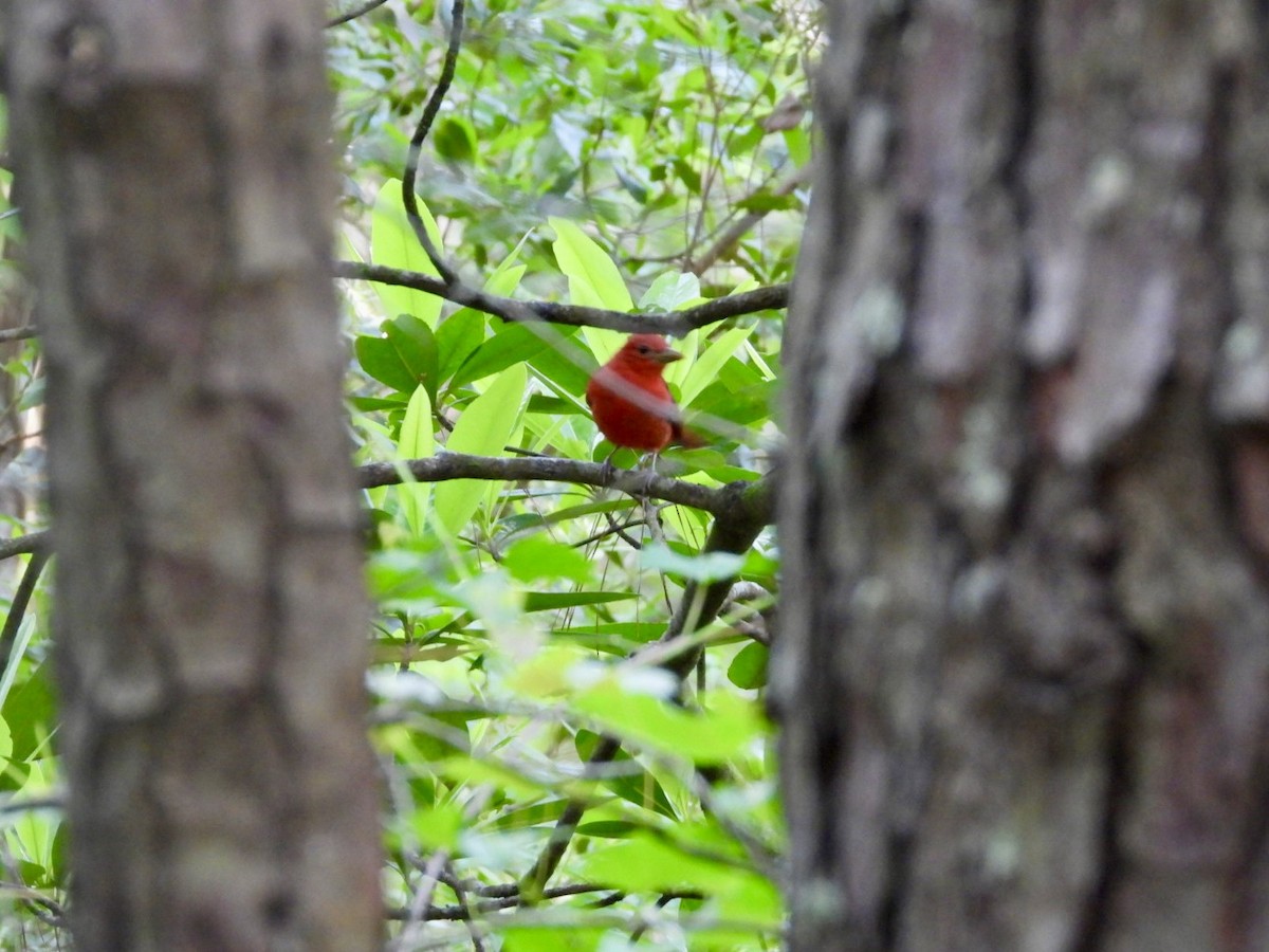 Summer Tanager - Sandra Bak