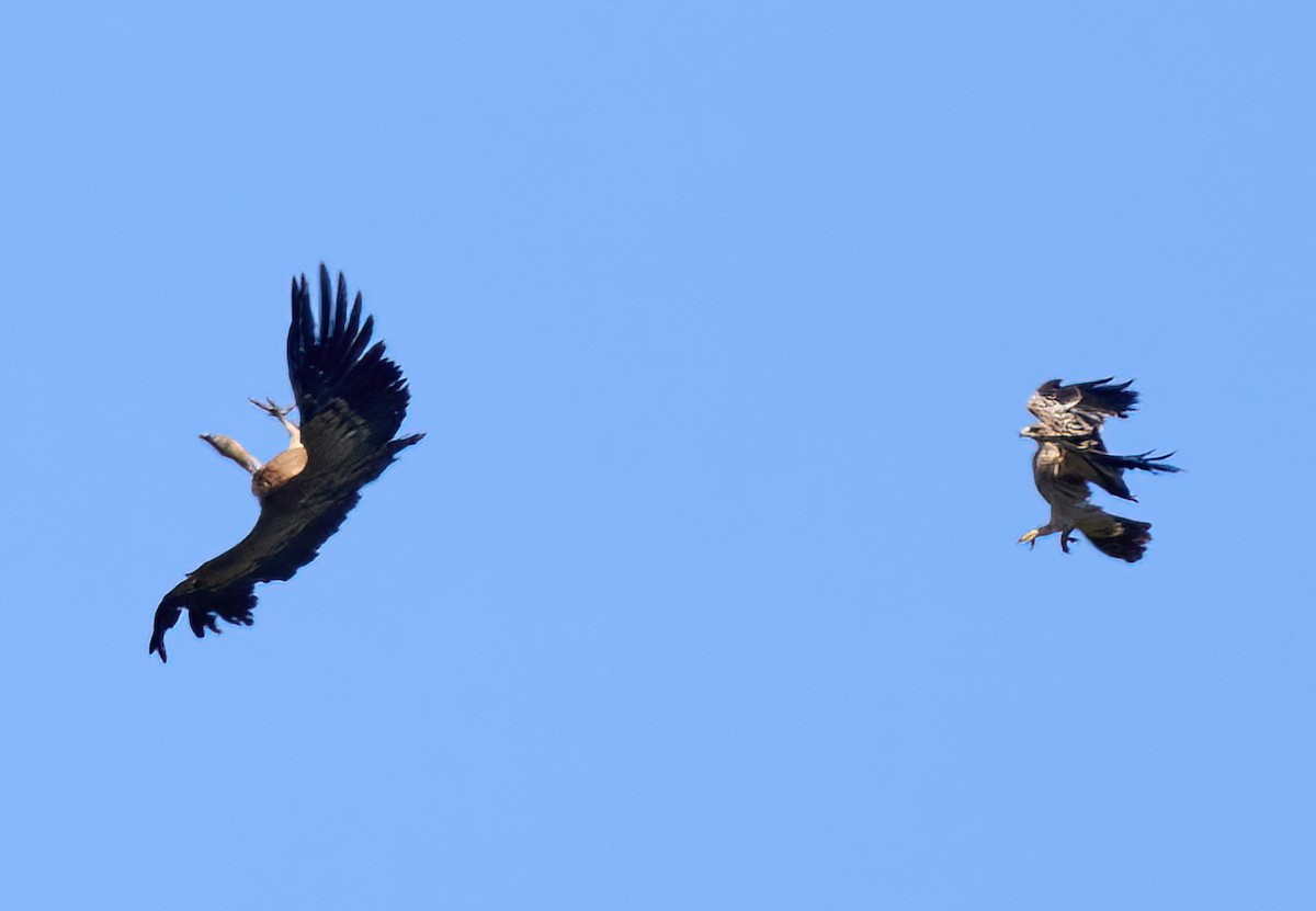 Spanish Eagle - ML617093288