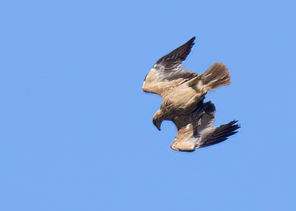 Spanish Eagle - ML617093297