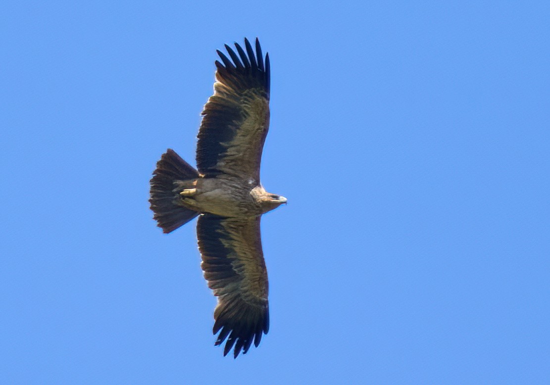 Spanish Eagle - ML617093300