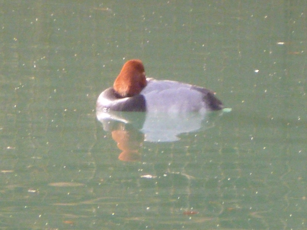 Redhead - Anthony Robinson