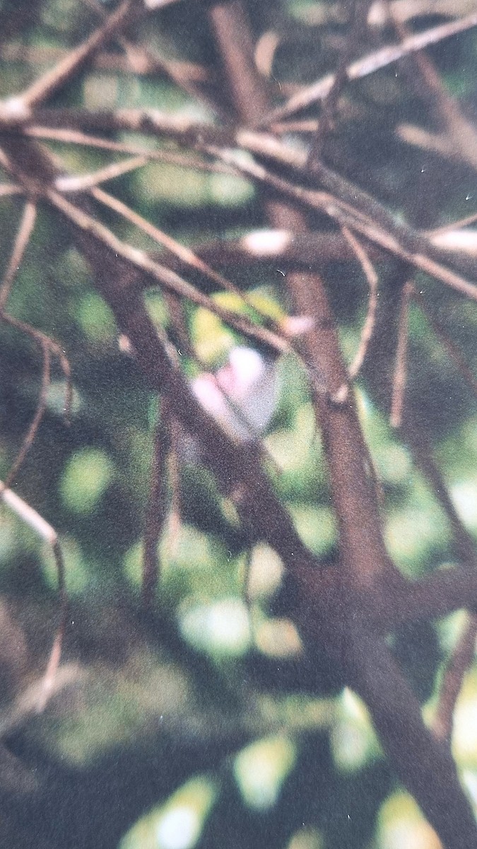 Cuban Tody - ML617093356