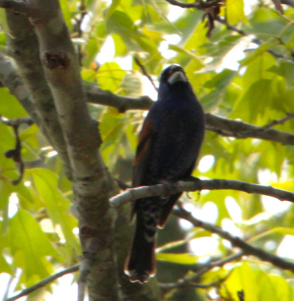 Blue Grosbeak - ML617093390