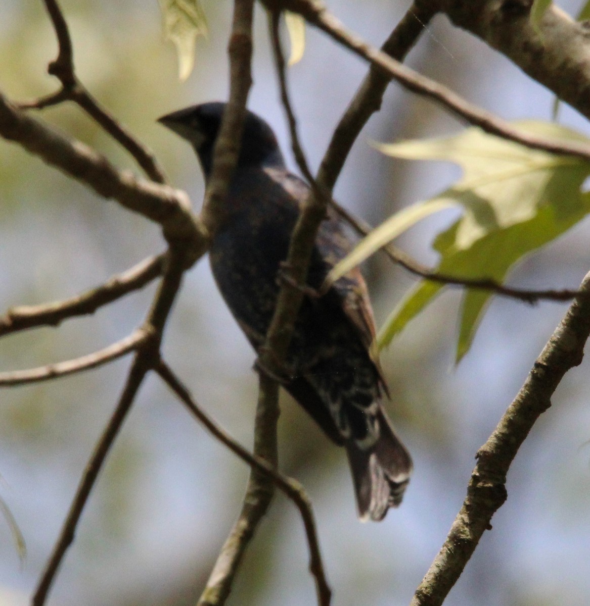 Blue Grosbeak - Holli Howard