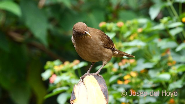 Clay-colored Thrush - ML617093420