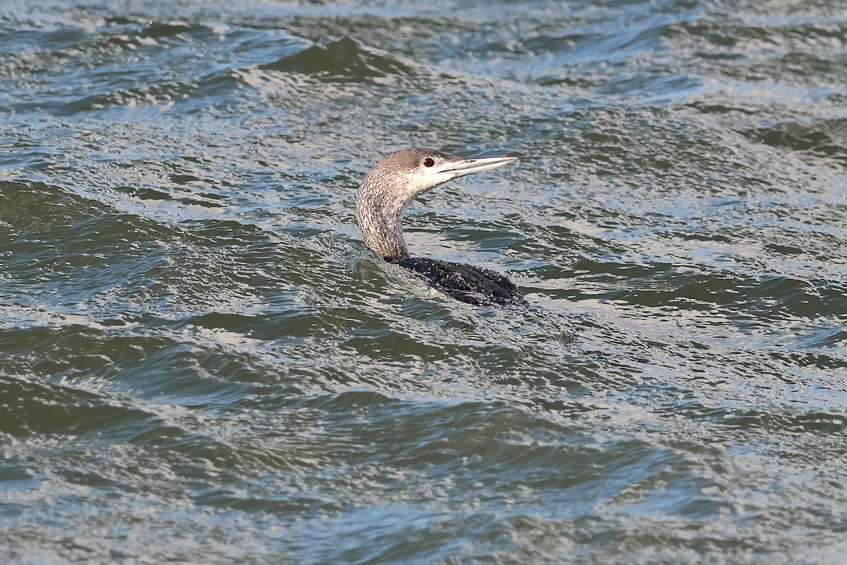 Red-throated Loon - ML617093479