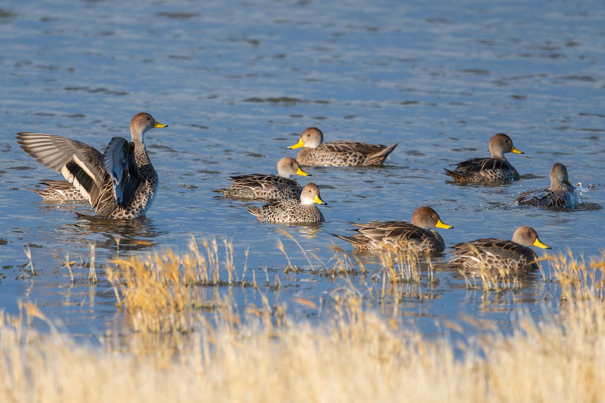 Yellow-billed Pintail - Nicolas Mazzini