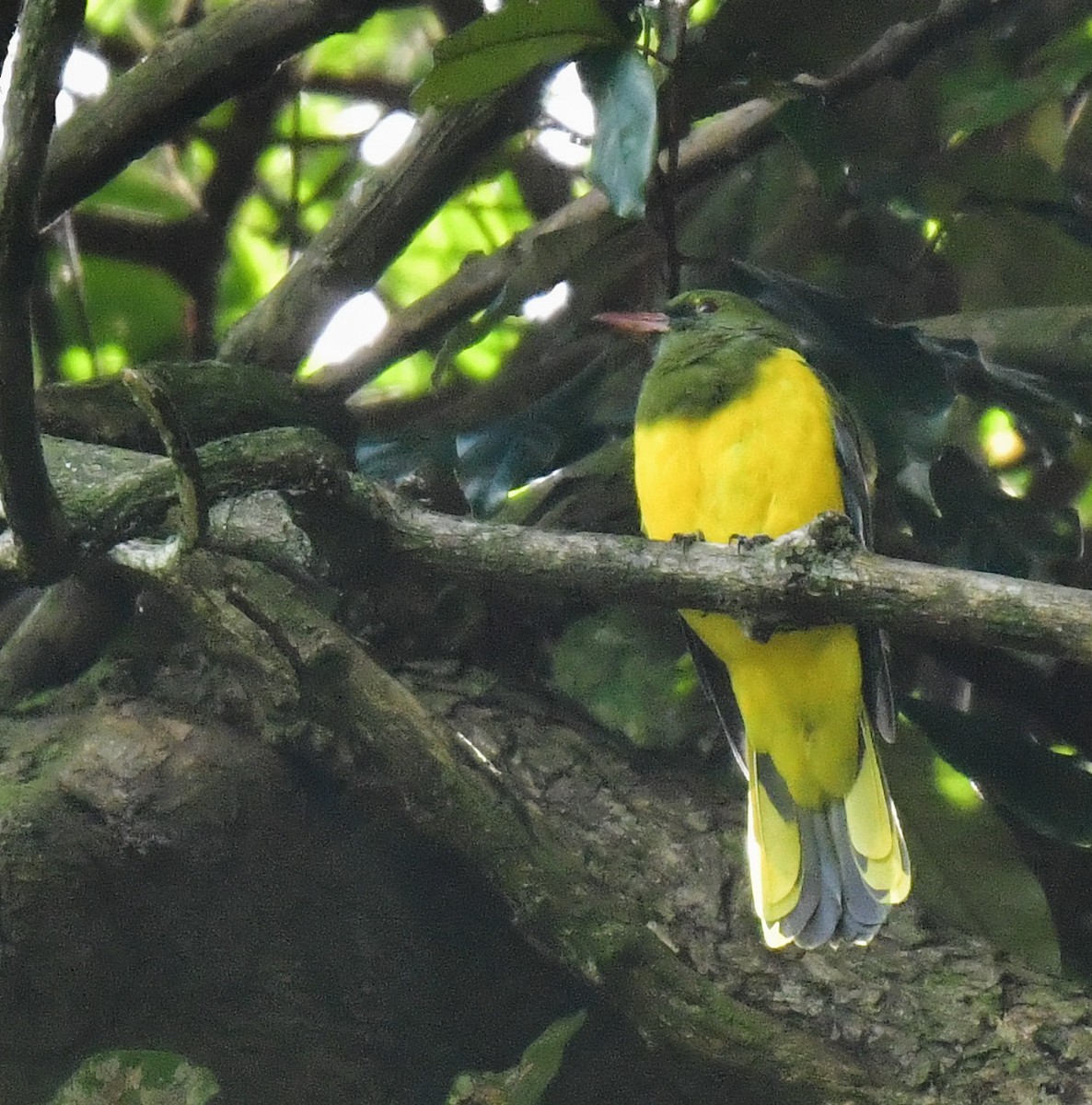 Green-headed Oriole - ML617093516