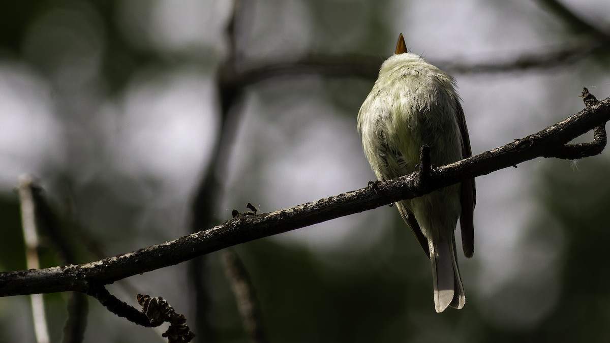 Hammond's Flycatcher - Robert Tizard