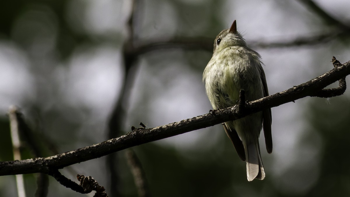 Hammond's Flycatcher - Robert Tizard